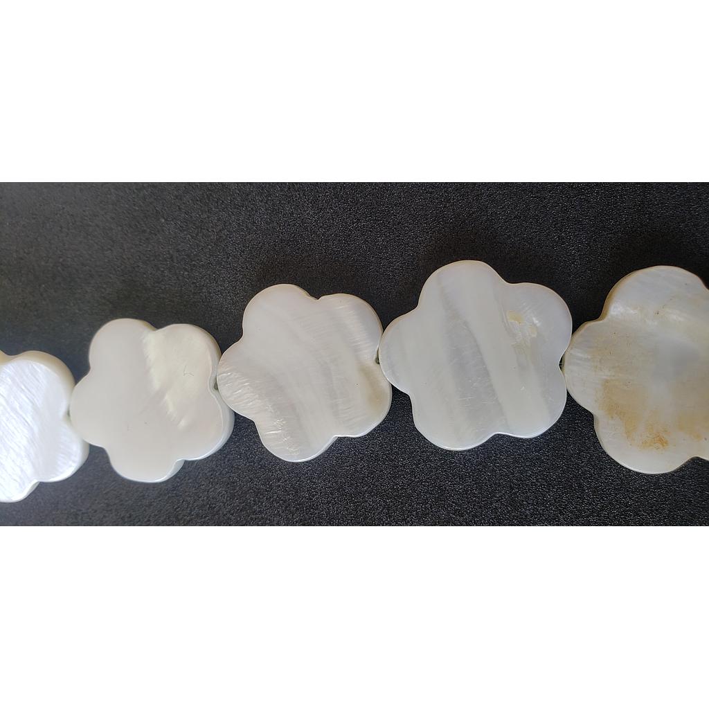 PIEDRAS CONCHAS NACAR 